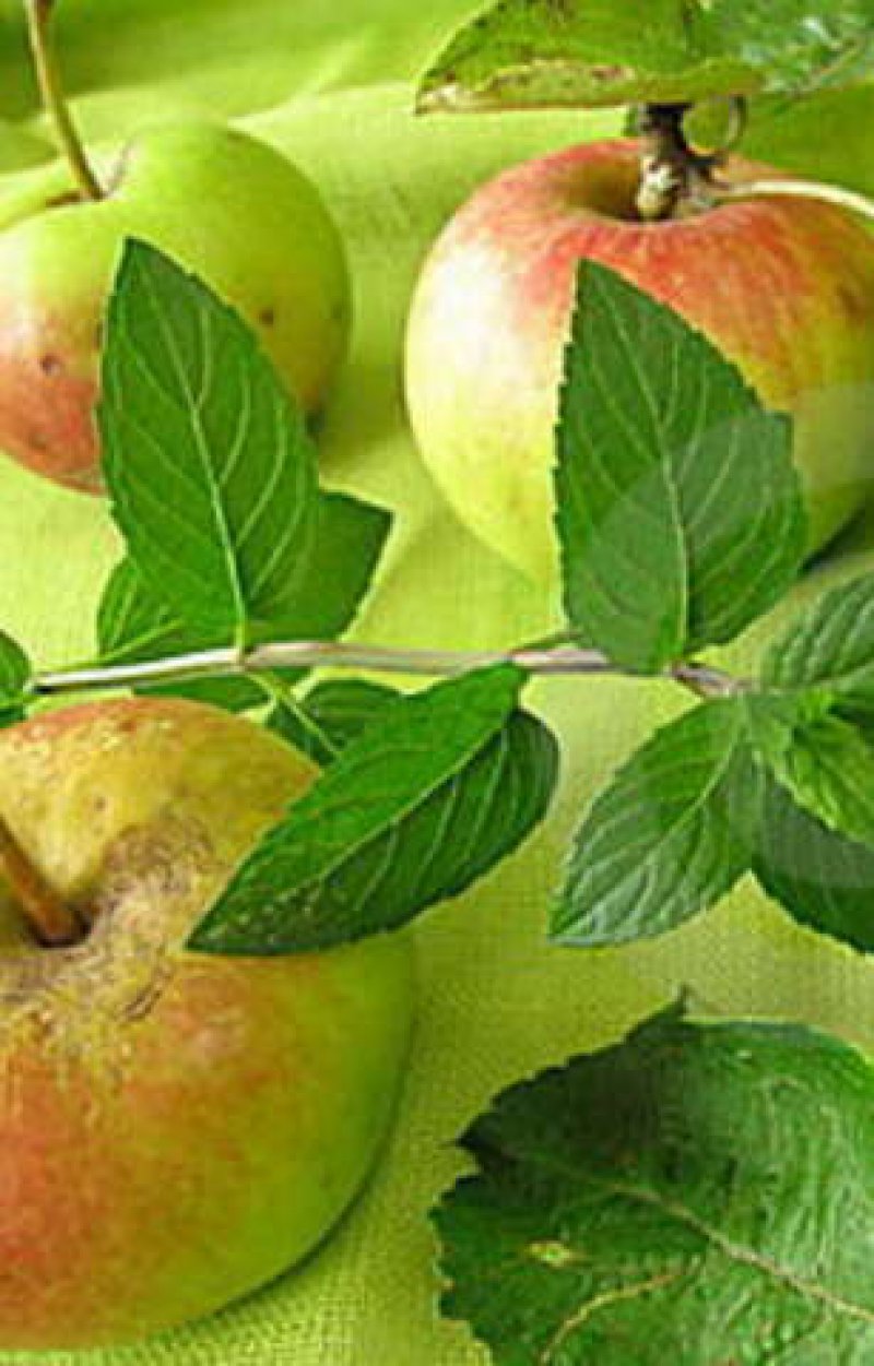 Apple Mint Marmalade