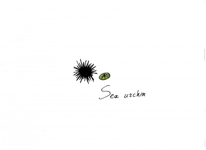 sea urchin