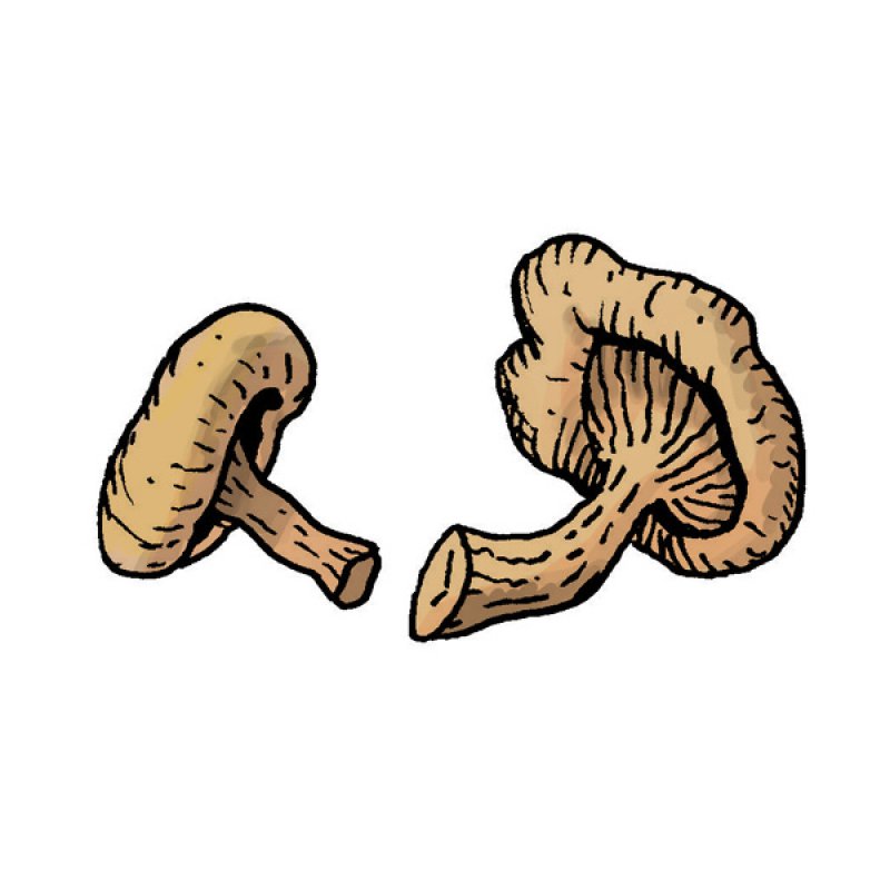 mushroom variety, forest, medicinal properties
