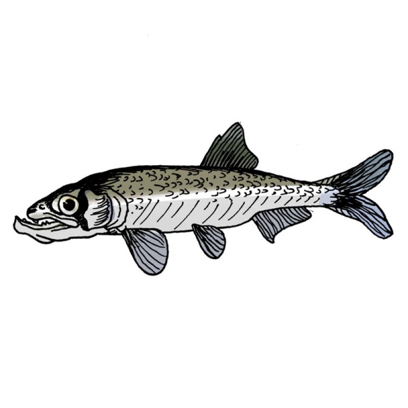 small fish, seafood, sushi