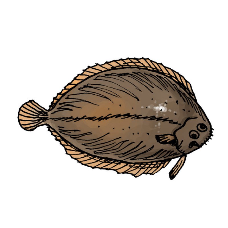 fish, sea food