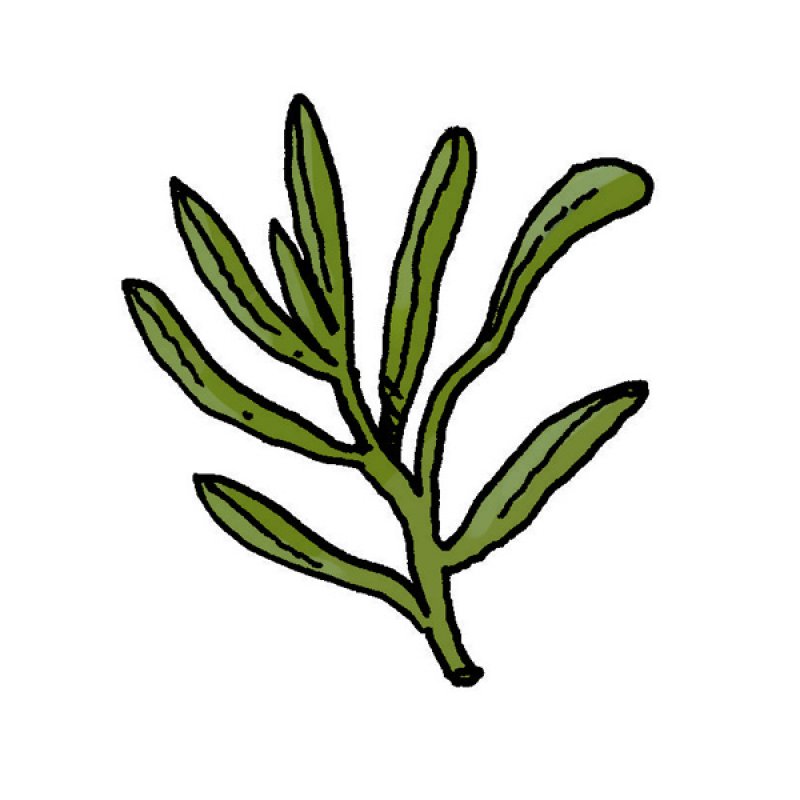 herb, aroma, flavour, spice, anise, eggs, fish, cheese, bearnaise sauce