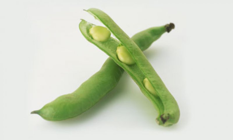  Hodja Broad Beans