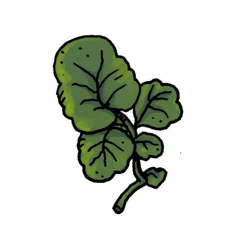 garnish, green leaves, salads, soups