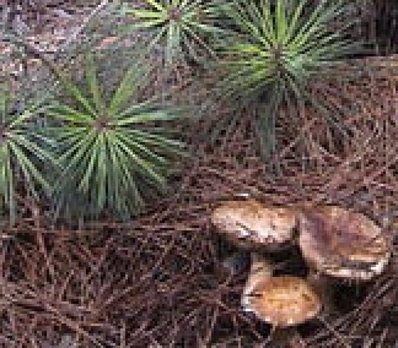 The Forest's Mushroom Delicacy
