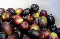 320 x 320: FOOD - OLIVES