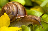 320 x 320: FOOD - SNAIL