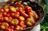 320 x 320: FOOD - TOMATOES