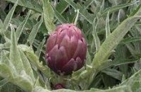 Artichokes : The native of the Mediterranean Sea