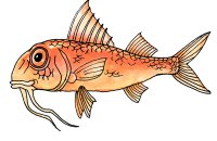 red mullet