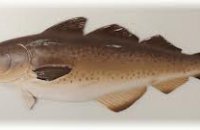 Codfish with Txakolí for a Taste of the Basques