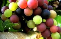 210 x 210: FOOD - DRINK - WINE - GRAPES