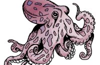 octopus