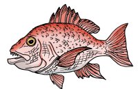 red snapper