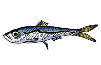 sardine