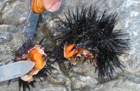 urchin, delicacy, greek sea, diving