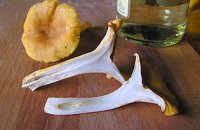 Sautéed Chanterelle Mushrooms 