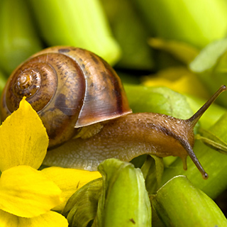 320 x 320: FOOD - SNAIL