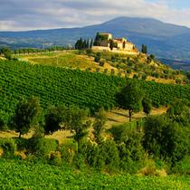 210 x 210: ITALY - TUSCANY - VINEYARD