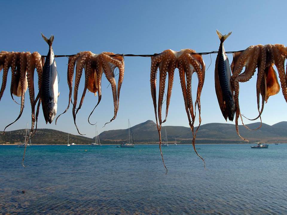 seafood, octopus, fresh seafood, speargun, spearfishing, Greek fishmongers