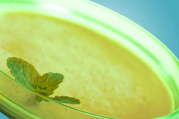 melon, cold soup, summer gourmet,