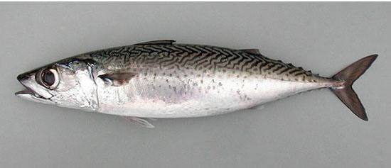 fish-kolios