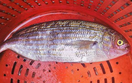 Baked Fish