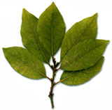 laurel