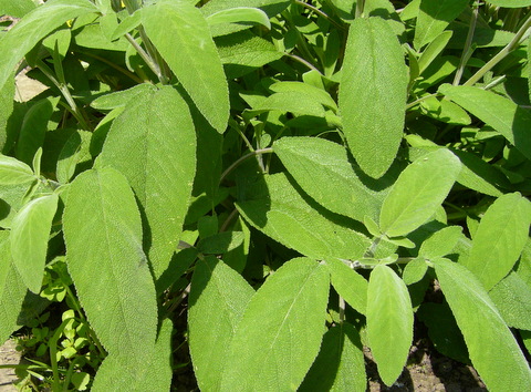 sage, salvia, mediterranean herbs,