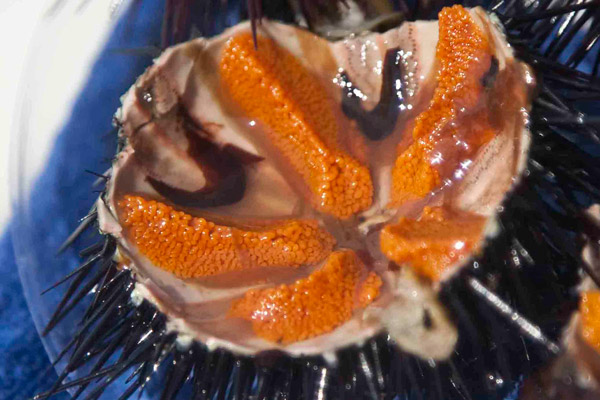sea urchin