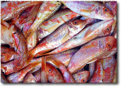 Steamed Koutsomoura (red mullet family) with garlic and rosemary
