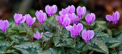 Split-Pea-Stuffed Cyclamen leaves from Simi