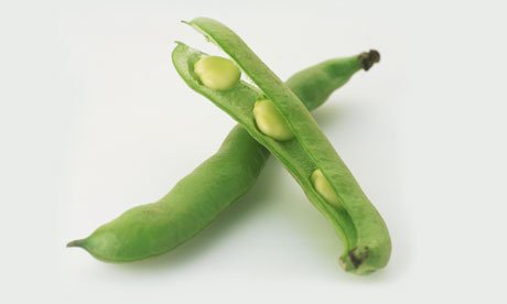 Hodja Broad Beans
