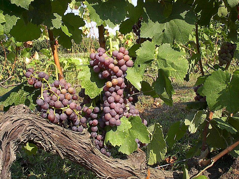 Moschofilero - A Blanc de gris made in the Peloponesse