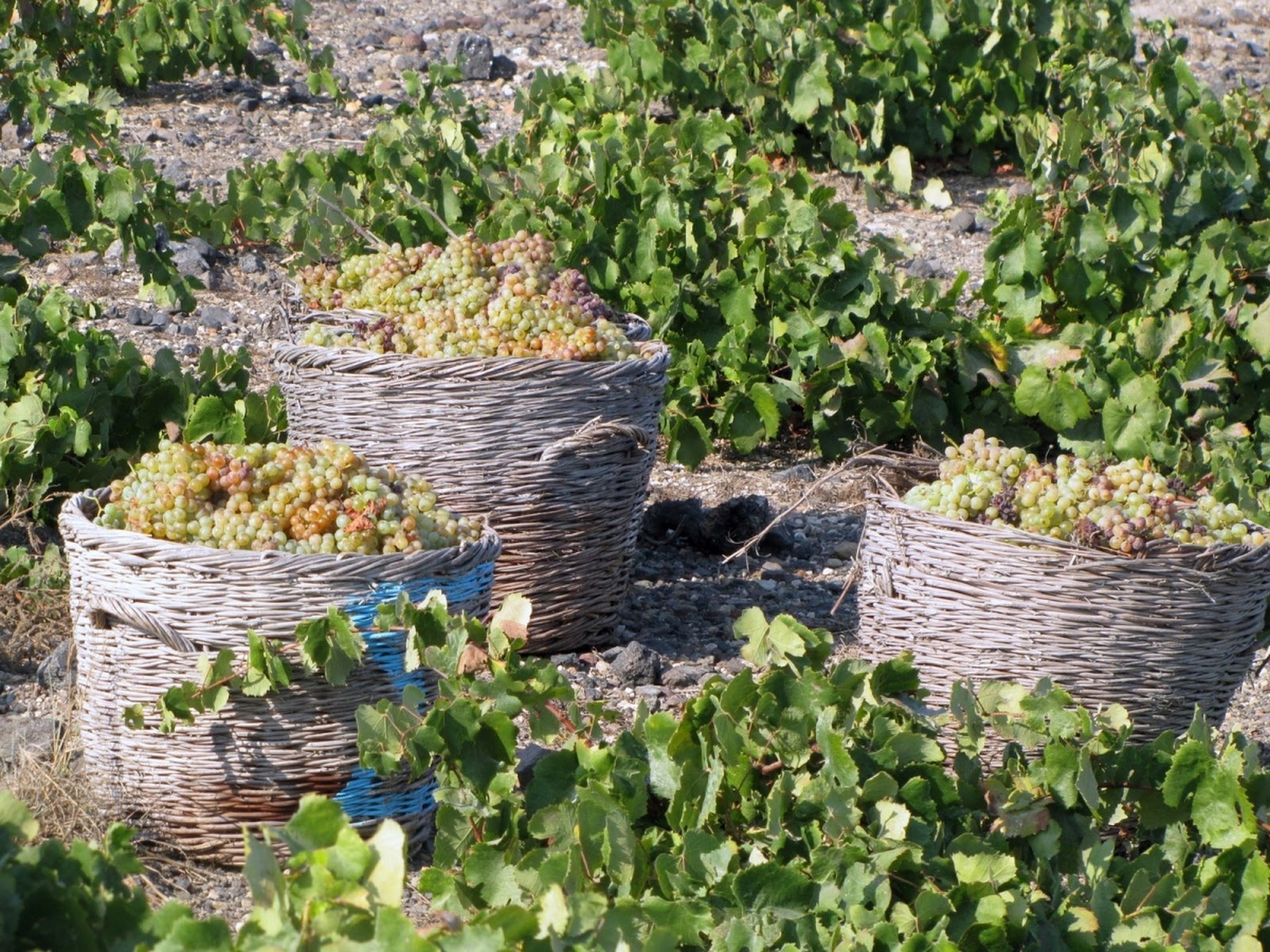 vinsanto